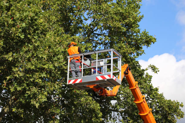 How Our Tree Care Process Works  in Friday Harbor, WA